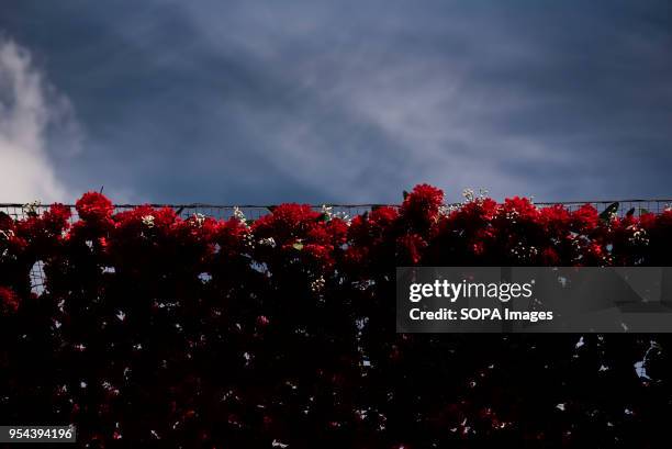 Carnations of the Cross in the square of Plaza del Carmen the day before the Dia de la Cruz or El día de la Cruz. Día de las Cruces is one of the...