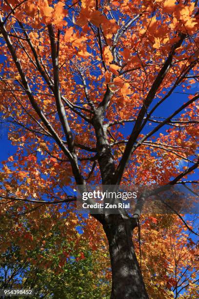 maple tree with leaves in vibrant autumn colors against blue sky - canadian maple trees from below stock-fotos und bilder
