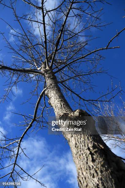 Low Rise Tree Trunk 916 Tree Trunk Low Close Up Stock Photos, High-Res Pictures, and Images ...