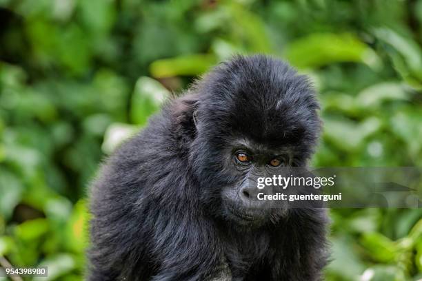 portrait of a baby eastern lowland gorilla, wildlife shot, congo - eastern lowland gorilla stock pictures, royalty-free photos & images