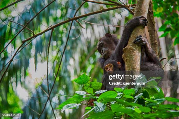 mutter und baby schimpanse, wildtiere erschossen, gombe national park, tansania - nationalpark stock-fotos und bilder