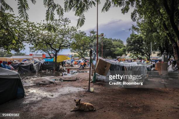 Dog rests on the ground in a makeshift camp for Venezuelan migrants at Simon Bolivar square in Boa Vista, Rondonia state, Brazil, on Thursday, May 3,...