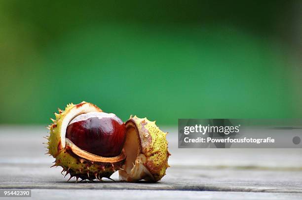 Chessnut Shell 273 Chestnut Shell Stock Photos, High-Res Pictures, and Images - Getty ...