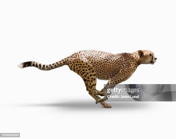cheetah speed - gepard running stockfoto's en -beelden