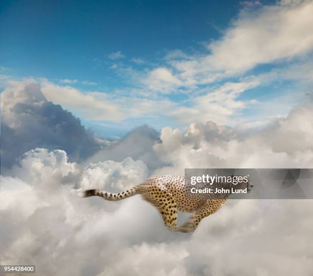 running cheetah in the cloud - cat vr stock-fotos und bilder