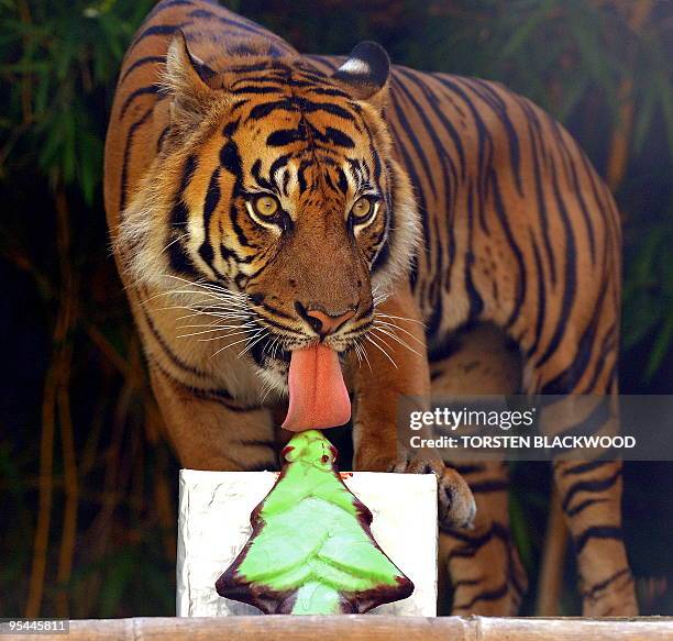 'Jumilah' the Sumatran tiger licks a frozen Christmas treat in his Savannah themed habitat at Taronga Zoo in Sydney on December 23, 2009. The...