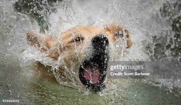 Kaylee, a Golden Retriever jumps into a pool of water as she competes in the Speed Retrieve at the "Common Woof Games" during the 2018 Melbourne Dog...