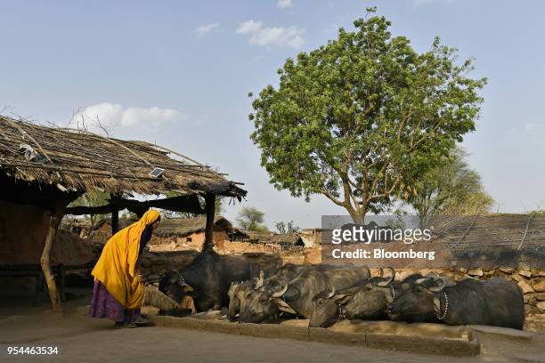 Woman sweeps the ground as cattle feed from a trough in Kraska village, Rajasthan, India, on Monday, April 16, 2018. The Indian government is trying...