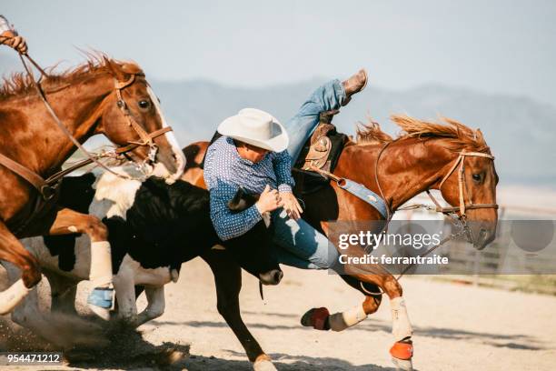 steer wrestling - lariat stock pictures, royalty-free photos & images