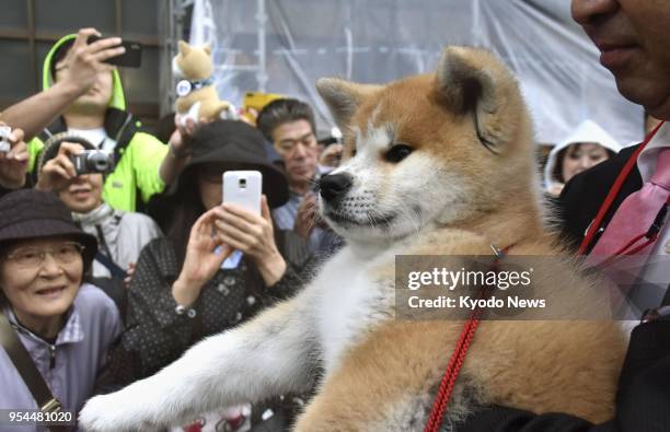 Japanese Akita puppy offered to Russian Olympic champion figure skater Alina Zagitova is shown to the public in Odate city in the breed's namesake...