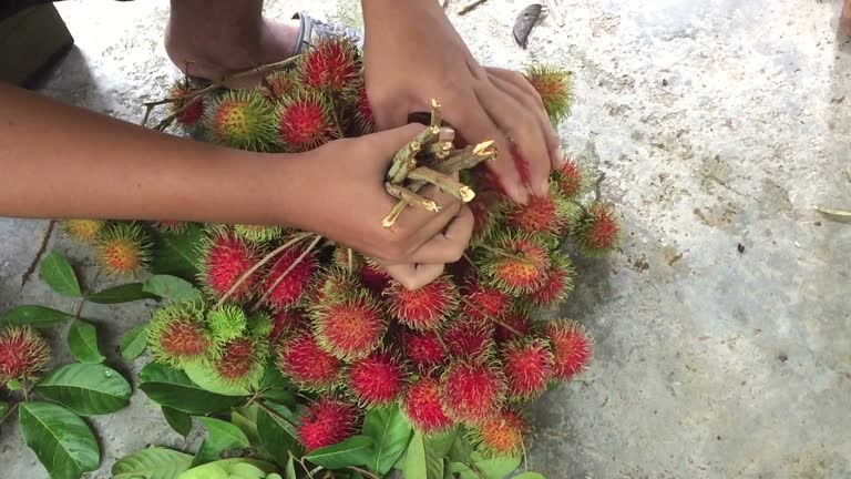 3 Na Rambutan 306 Rambutan Stock Videos, Footage, & 4K Video Clips - Getty Images