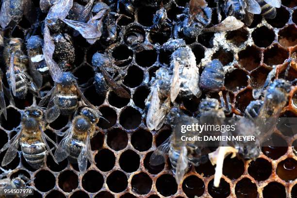 Dead bees are pictured during a demonstration of beekeepers near the Chamber of Agriculture, in Rennes, western France, on May 4 to highlight the...