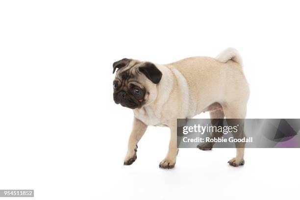 pug looking away from the camera shot against a white background. - pug portrait stock pictures, royalty-free photos & images