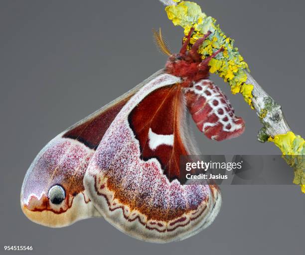 Promenthea Promethea Moths Photos et images de collection - Getty Images