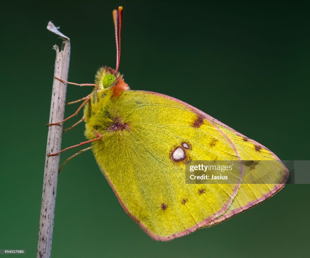 Colias hyale – Pale clouded yellow butterfly