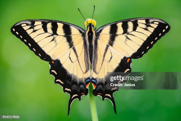 papilio glaucus – eastern tiger swallowtail butterfly - glaucus fotografías e imágenes de stock