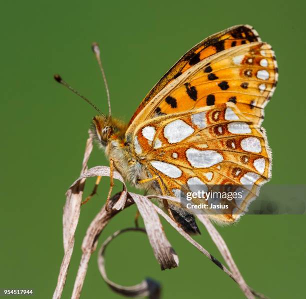 issoria lathonia – queen of spain fritillary butterfly - queen of spain fritillary butterfly stockfoto's en -beelden