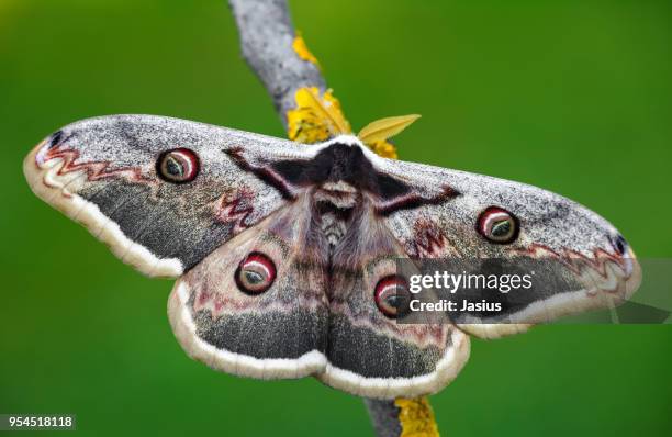 saturnia pyri – giant peacock moth - papillon de nuit photos et images de collection