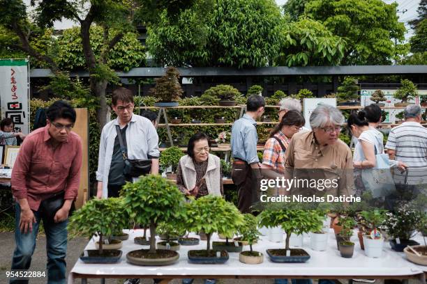 Bonsai enthusiasts look at bonsai during the Bonsai Matsuri on May 3, 2018 in Saitama, Japan. The Omiya Bonsai Village in Saitama founded in 1925 is...