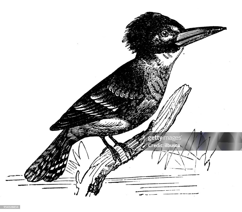 Animals antique engraving illustration: Belted Kingfisher