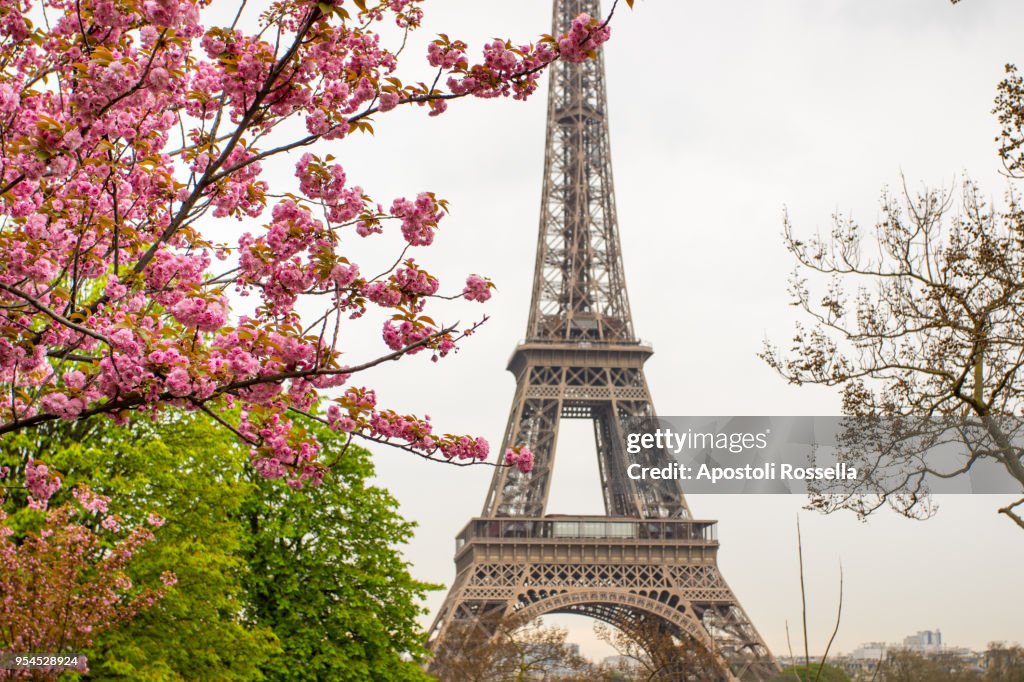 Cherry tree with Eiffel Tower background