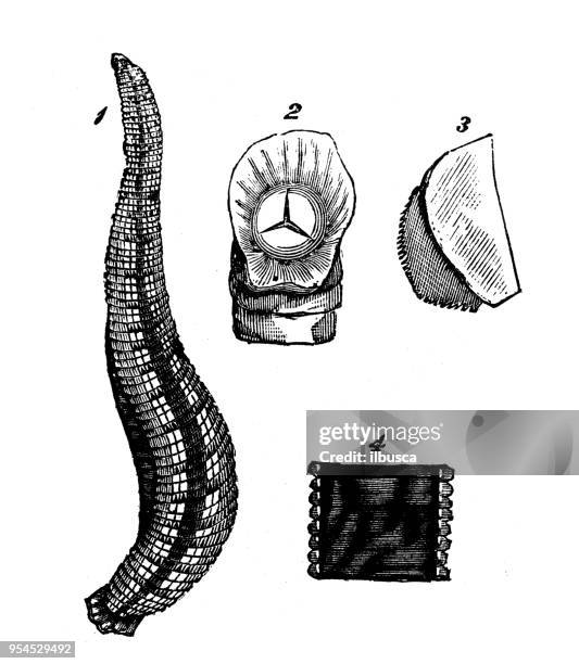 animals antique engraving illustration: leech - leech stock illustrations