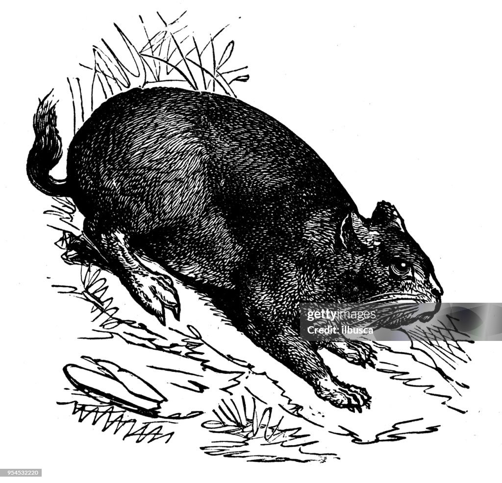 Animals antique engraving illustration: Lagostomus