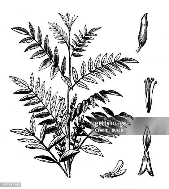 botany plants antique engraving illustration: liquorice - licorice flower stock illustrations