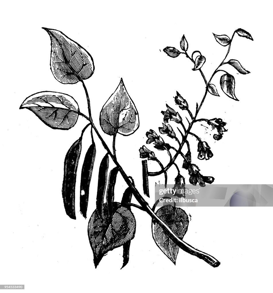 Botany plants antique engraving illustration: Judas Tree