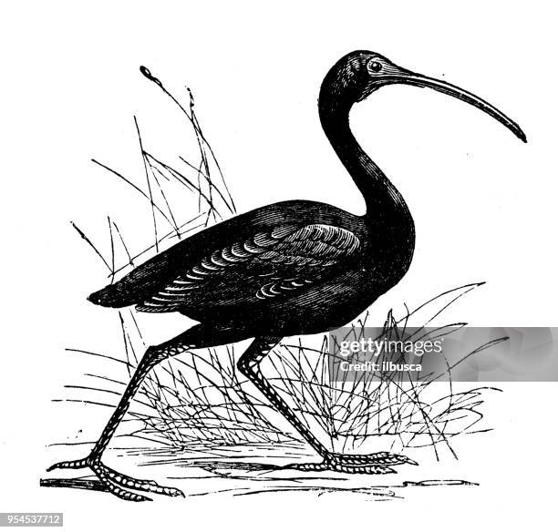 Animals Antique Engraving Illustration Scarlet Ibis High-Res Vector Graphic