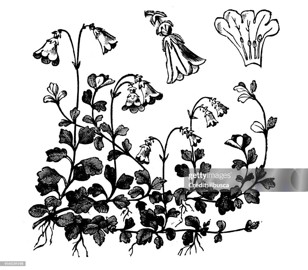 Botany plants antique engraving illustration: Linnaea
