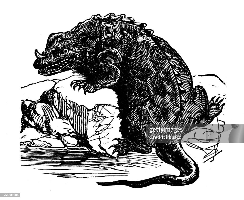 Animals antique engraving illustration: Iguanodon
