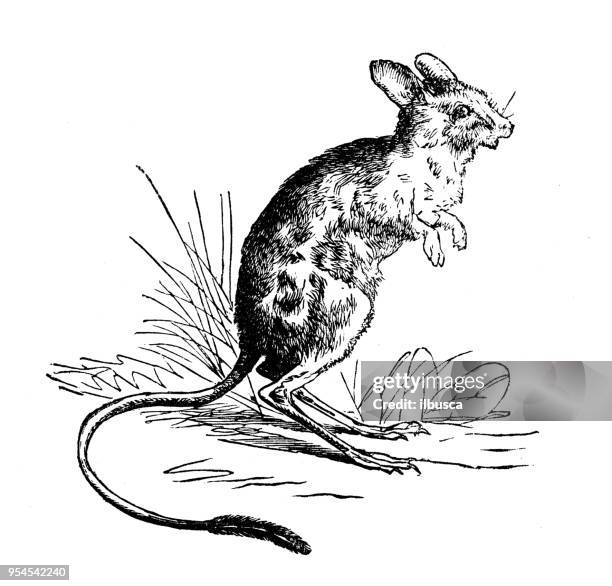 animals antique engraving illustration: jerboa - jerboa stock illustrations