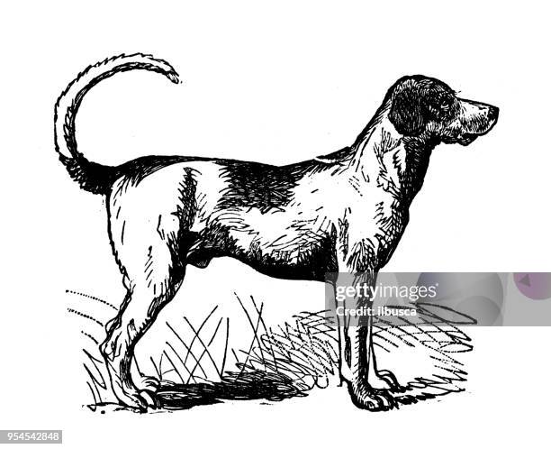 animals antique engraving illustration: english foxhound - foxhound stock illustrations