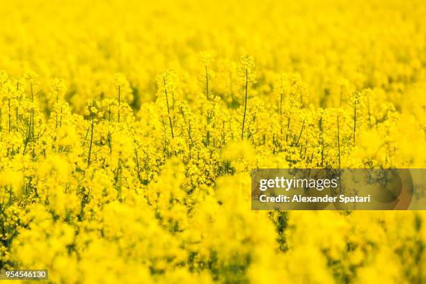 yellow rapeseed flowers field - brassica rapa stock pictures, royalty-free photos & images