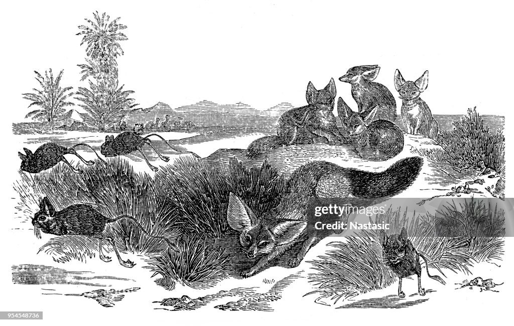 Fennec (Vulpes Zerda), Wüste Fuchs