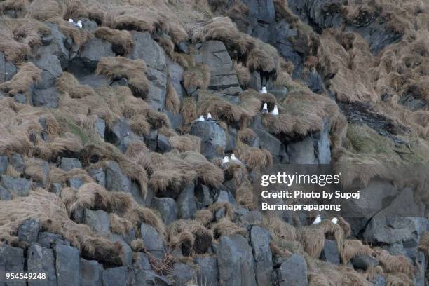 seagull on basalt columns near halsanefshellir cave at reynisfjara black sand beach,myrdalur,south iceland - myrdalur stock pictures, royalty-free photos & images