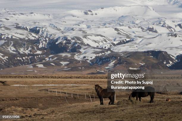 icelandic horse with myrdalsjokull glacier. myrdalsjokull is an ice cap at north of vik village,myrdalur,south iceland - myrdalur stock pictures, royalty-free photos & images