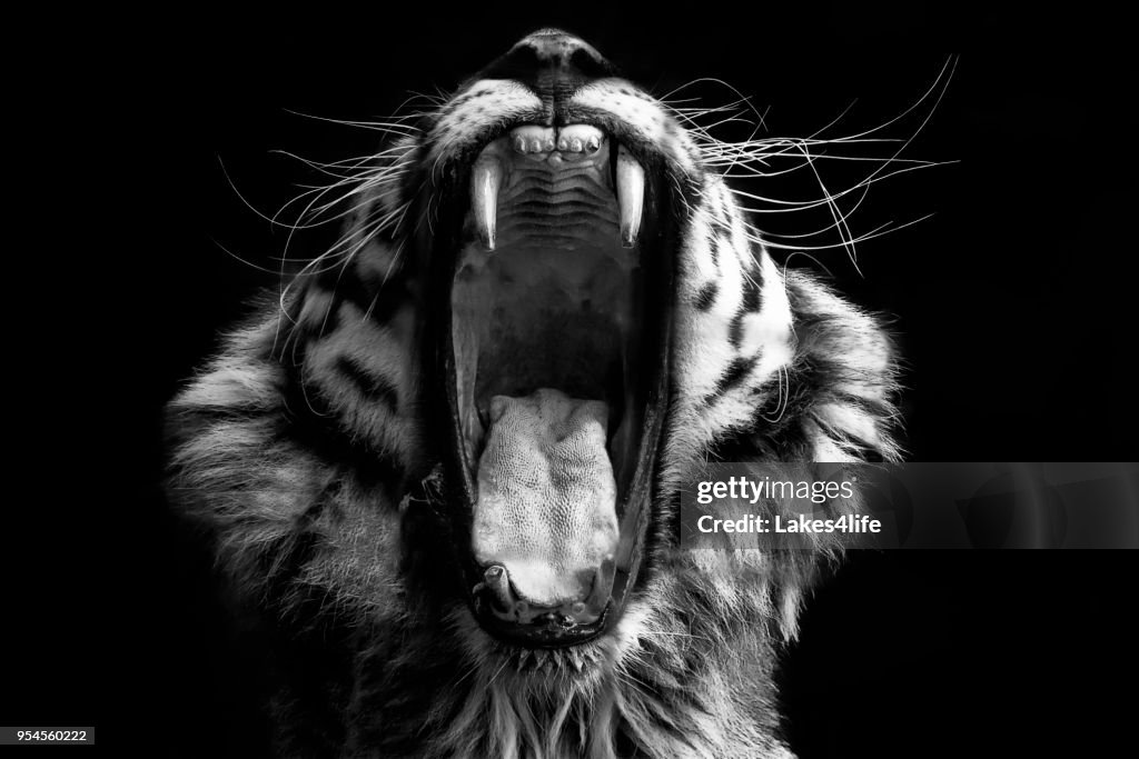 Black & White Tiger