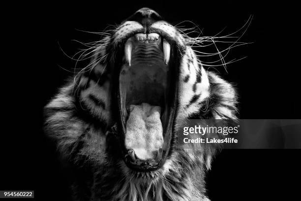 tigre nera & bianca - animale foto e immagini stock