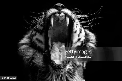 Black & White Tiger Black & White Tiger