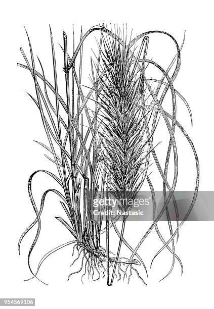 stipa tenacissima (esparto, esparto grass, halfah grass) - stipa stock illustrations