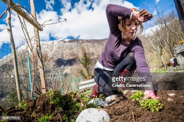 determinet  woman pulling weeds in the  garden - chrysanthemum parthenium stock pictures, royalty-free photos & images