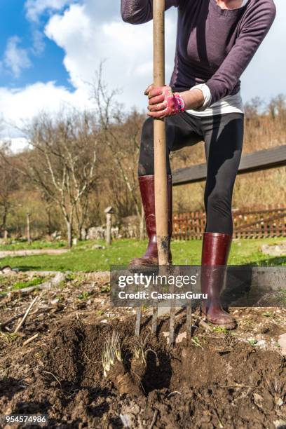 woman harvesting horseradish in the vegetable spring garden - horseradish stock pictures, royalty-free photos & images