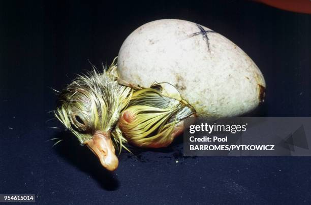 Différentes étapes d l'éclosion d'un oeuf et de la naissance d'un poussin en juin 1983, France.