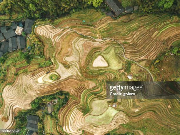 vista drone sui campi di terrazza di riso longsheng - longji tetian foto e immagini stock