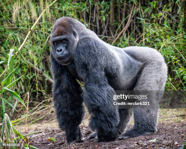 captive gorilla - gorilla stock pictures, royalty-free photos & images