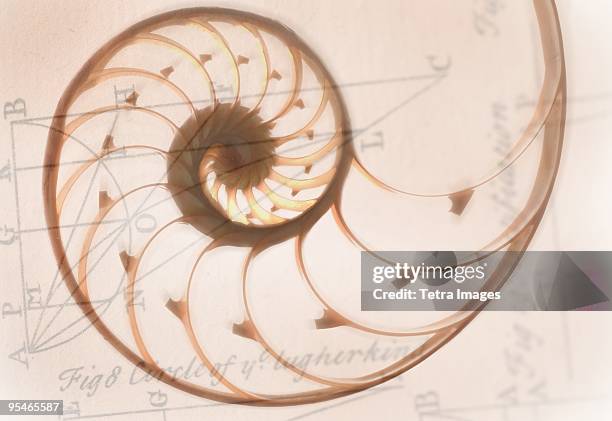 a seashell drawing on top of a scientific illustration - nautilus stock illustrations