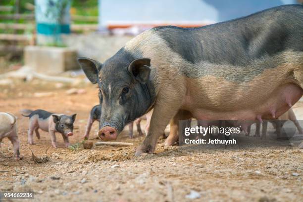 wild pig mother and her baby pigs - quảng ngãi fotografías e imágenes de stock