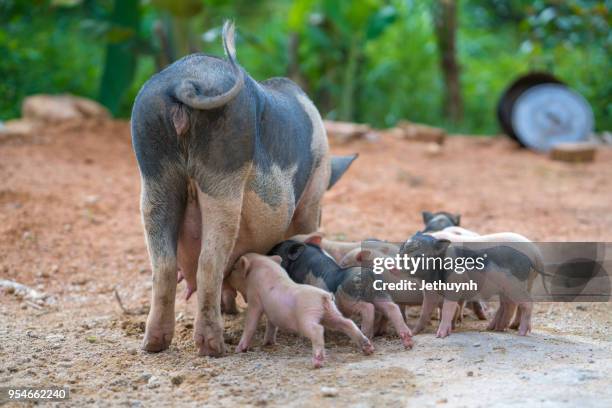 wild pig mother and her baby pigs - quảng ngãi stock pictures, royalty-free photos & images